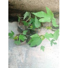 Dwarf pawpaw seedlings